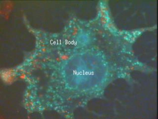 Robert Brown discovers cell nucleus
