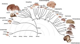 Timeline: ¿De dónde viene y para dónde va el cerebro?