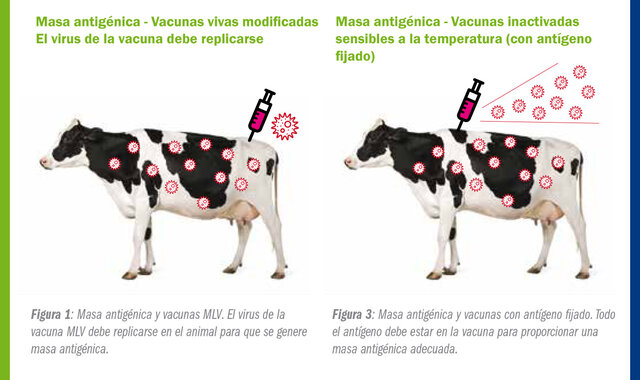 YENER ENCONTRO EL LIQUIDO VARIOLOGICO EN LAS UBRES DE LAS VACAS Y LAS LLAMO VACUNAS