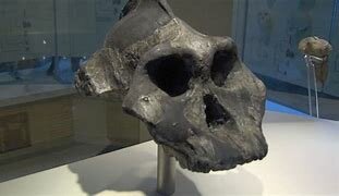 Orrorin Tugenensis (6 M.A)