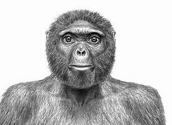 Ardipithecus Ramidus ( 4.4 M.A)