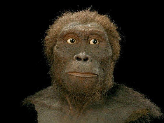 Australopithecus Anamensis (3,9 a 4,2 M.A)