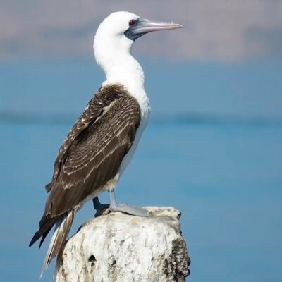 Timeline: Era del guano: La prosperidad falaz