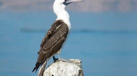 Timeline: Era del guano: La prosperidad falaz