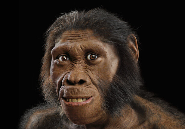 Australopithecus Sediba (1,78 a 1,95 M.A)