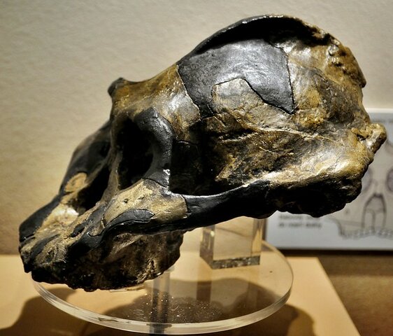 Paranthropus Aethiopicus (2,6 a 2,2 M.A)