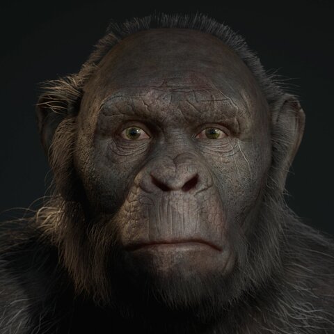 Paranthropus Robustus (2 a 1,2 M.A)