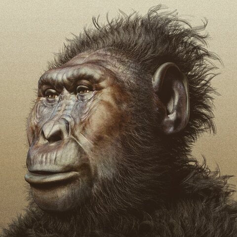 Paranthropus Boisei (2.3 a 1.2 M.A)