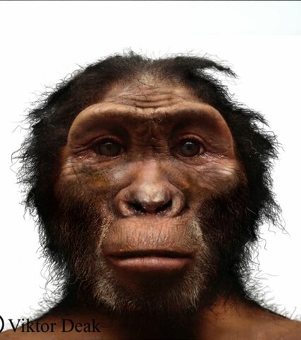 Homo Habilis (2.8  a 1.5 M.A)