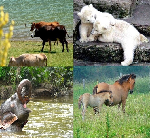 Theodor Schwan observes animal parts