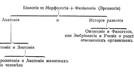 Timeline: Опредѣленіе анатоміи