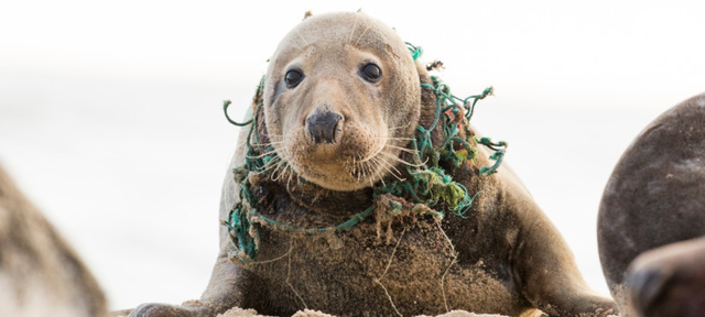 Campaña Mares Limpios
