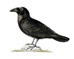 'The Raven and other Poems' are published by Edger Allan Poe