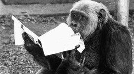 Timeline: Marcos históricos de Tião