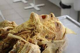 La gloria de Yu Hsiung el Emperador Amarillo (Huang Di)