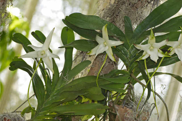 Investigación sobre la polinización