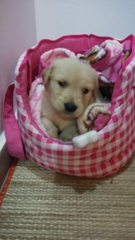 Ganhei minha cachorrinha Mel!