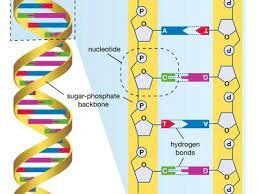 Human Genome Project