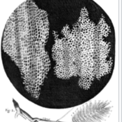 Timeline: Історія відкриття і та дослідження клітин