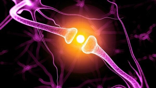 Charles Scott Sherrington (1857 – 1952)