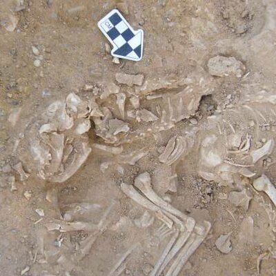 Timeline: Historia de los gatos  historia de los gatos tiene licencia CC BY-NC 4.0.© 2 por H