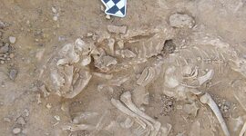 Timeline: Historia de los gatos  historia de los gatos tiene licencia CC BY-NC 4.0.© 2 por H