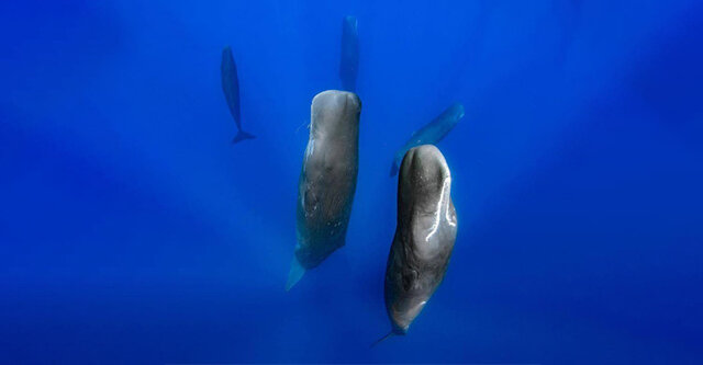 Acuerdo sobre la conservación de los pequeños cetáceos de los mares Báltico, del Atlántico nororiental, de Irlanda y del Norte