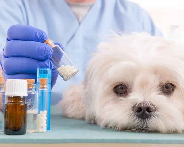 Farmacéutica veterinaria