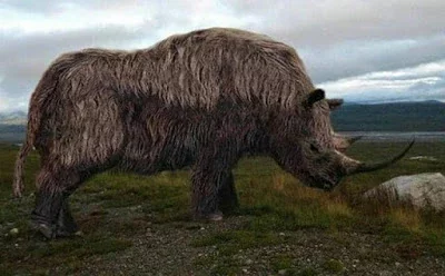 Rinoceronte Lanudo (Coelodonta Antiquitatis)