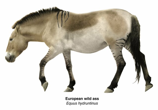 Asno Europeo (Equus hydruntinus)