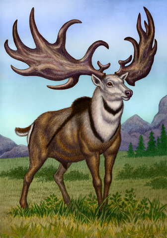 Megalocero o Alce Irlandés (Megaloceros giganteus)