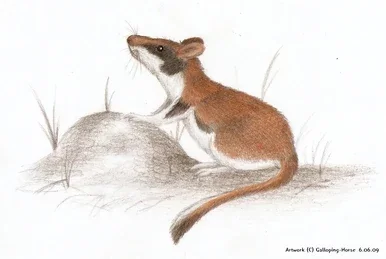 Lirón Gigante de Mallorca (Hypnomys morpheus)