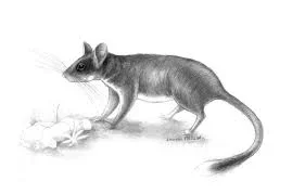 Lirón Gigante de Menorca (Hypnomys mahomensis)