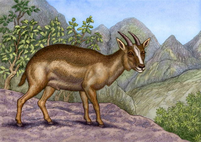 Cabra-Rata de las Baleares (Myotragus balearicus)