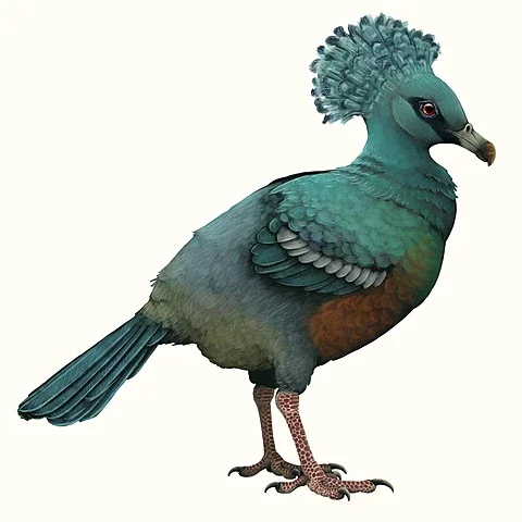 Paloma Gigante De Viti Lebu (Natunaornis gigoura)