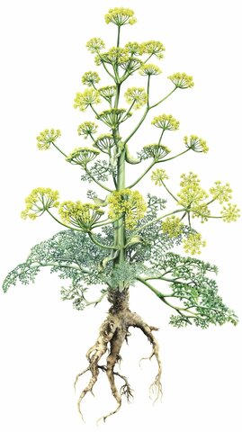 Silfio (Ferula silphium)