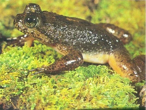 Rana Incubadora Gastrica del Sur (Rheobatrachus silus)
