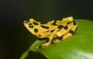Rana Amarilla de Maracay (Atelopus vogli)