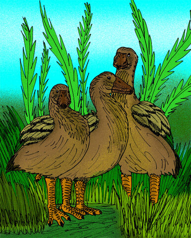 Moa-nalo de Oahu (Thambetochen xanion)