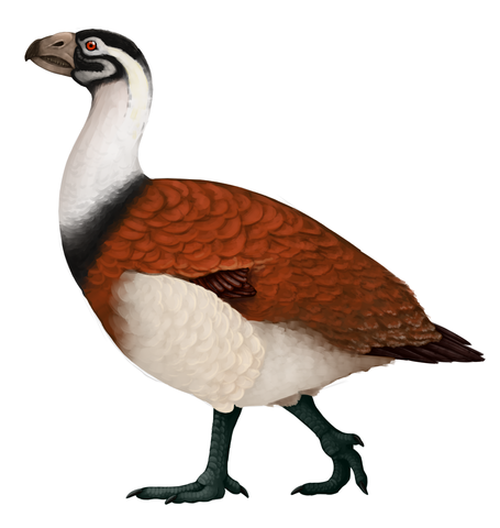 Moa-nalo de pico pequeño (Ptaiochen pau)