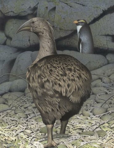 Aptornis de la Isla Sur (Aptornis defossor)