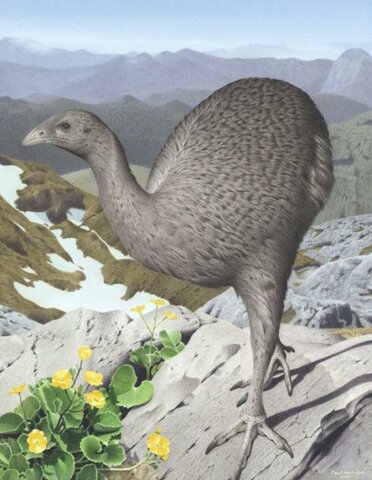 Moa de las tierras altas (Megalapteryx didinus)
