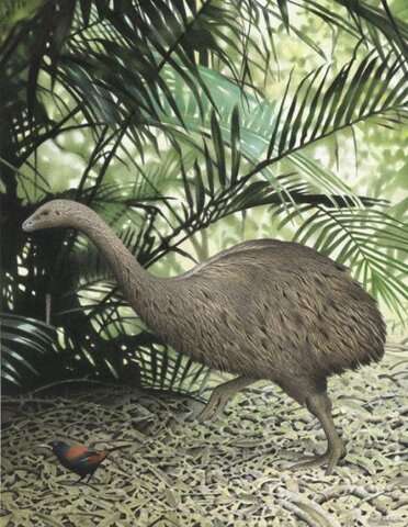 Moa Pequeño Arbustiva (Anomalopteryx didiformis)