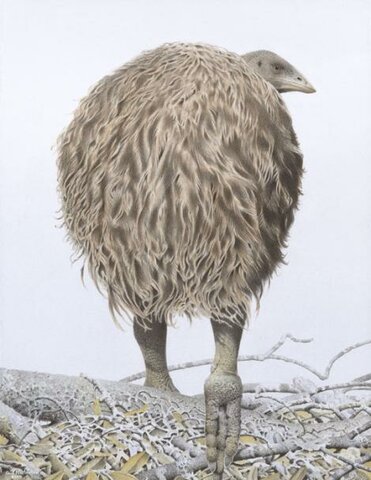 Moa de Mantell (Pachyornis geranoides)