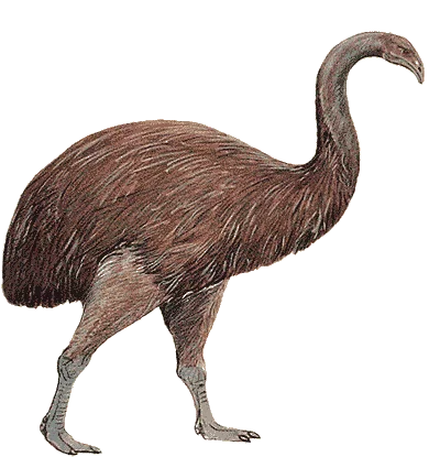 Moa Gigante de la Isla Norte (Dinornis novaezealandiae)