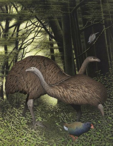 Moa Gigante de la Isla Sur (Dinornis robustus)