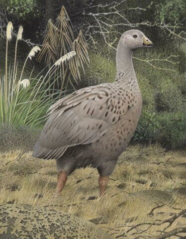 Ganso de la Isla Norte (Cnemiornis gracilis)