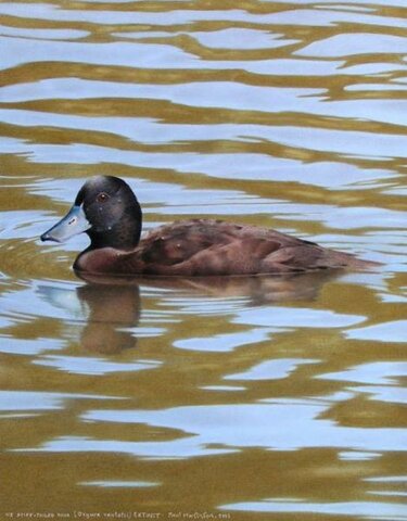 Malvasia de Nueva Zelanda (Oxyura vantetsi)