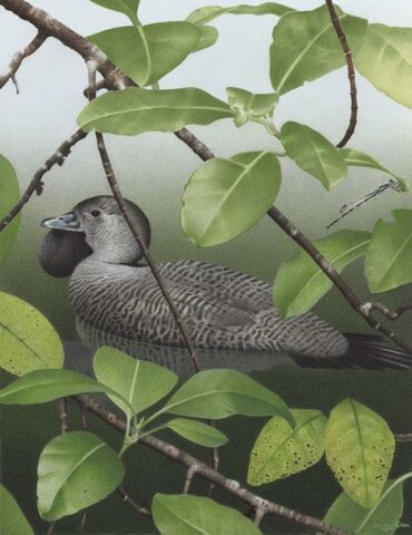 Pato Almizclero de Nueva Zelanda (Biziura delautouri)