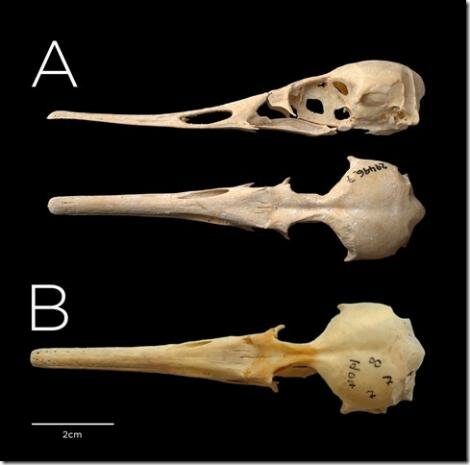 Serreta de la Isla Chatham (Mergus milleneri)